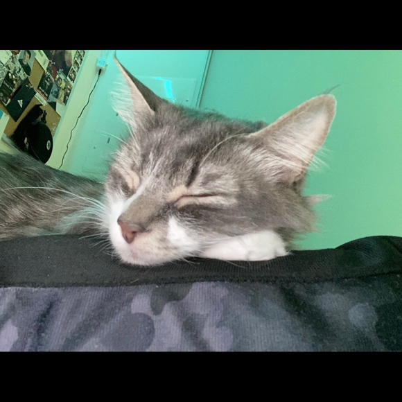 Meet your Posher, Jackson - Picture 1 of 1